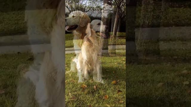 Christmas dog dance смотреть онлайн