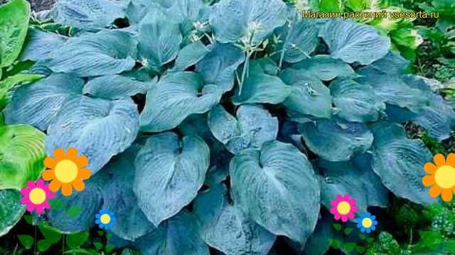 Хоста гибридная Биг Дэдди. Краткий обзор, описание характеристик Hosta Hybrida Big Daddy