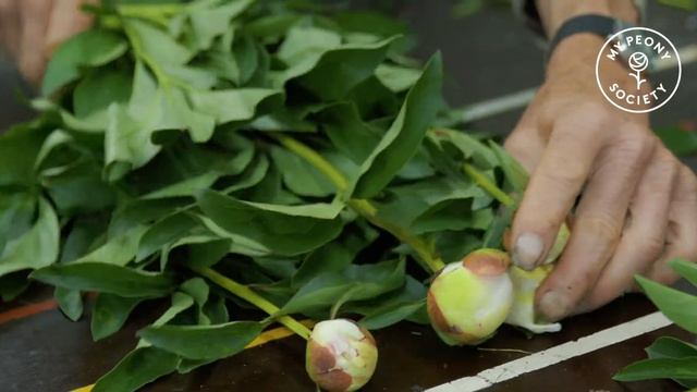 Twelve peony varieties are cultivated @ Stavenuiter смотреть онлайн