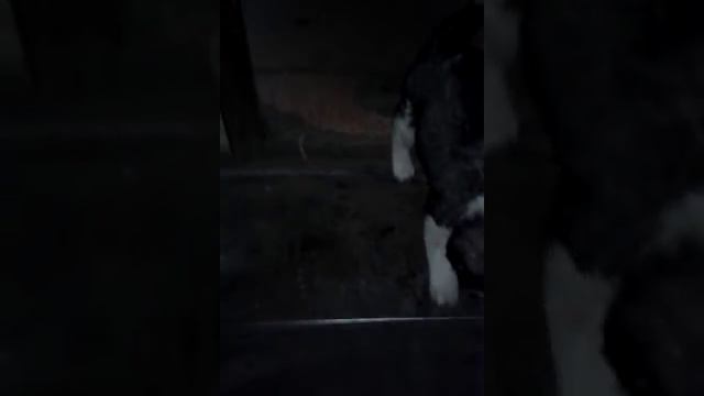 Прибился щенок смотреть онлайн