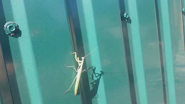 Самка богомола у нас в гостях. Mantis смотреть онлайн