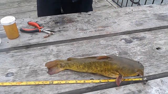 Hamilton harbour is closed as of 9pm tonight no fishing or you will be fined $750 March 31st 2020 смотреть онлайн