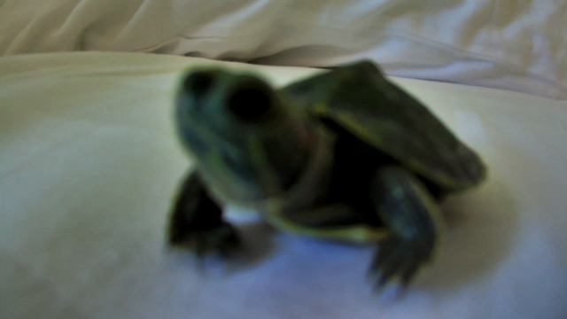 Черепаха смотреть онлайн