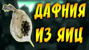 ДАФНИЯ ЖИВОЙ КОРМ ДЛЯ РЫБОК! РАЗВЕДЕНИЕ ДАФНИИ НА БАНАНОВЫХ ШКУРКАХ!