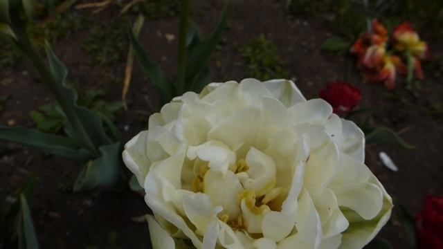 Тюльпан махровый Danсеline. смотреть онлайн