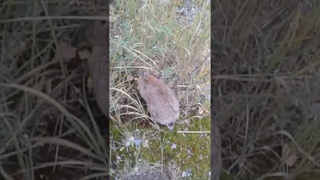 ЖЕСТЬ.Кролик по имени ПИРАТ смотреть онлайн