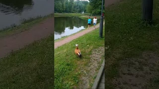 Утка-мандаринка. Большой Екатерининский пруд. смотреть онлайн