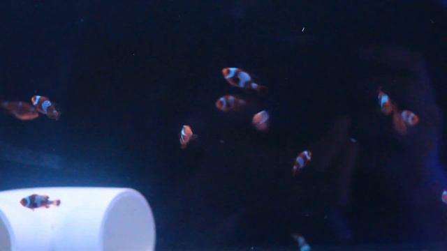 Baby Lightning Maroon Clownfish update! смотреть онлайн