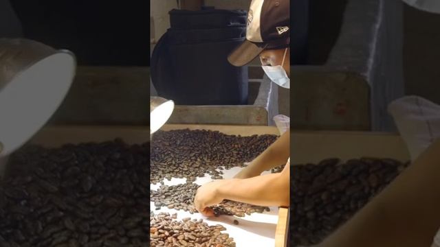 How Cacao Is Made In Guatemala смотреть онлайн