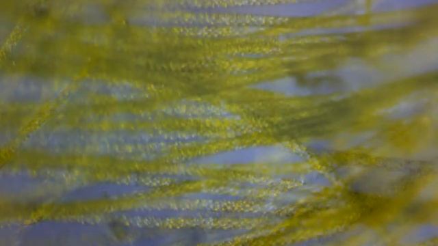 Нитчатая водоросль спирогира Spirogyra. Микро видеосъемка. Движение водоросли.