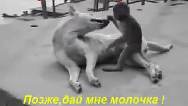 Собака и обезьянка.Дай, молочка! смотреть онлайн