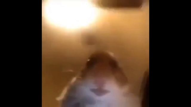 хомяк смотрит в камеру 1 час смотреть онлайн