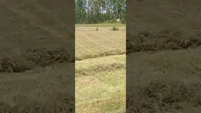 т 25 с граблями ГВК