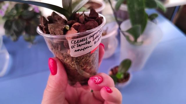 09.03.21.ОРХИДЕИ из Азии подарки от Светы . смотреть онлайн