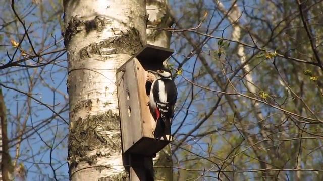 дятел поёт на скворечнике смотреть онлайн