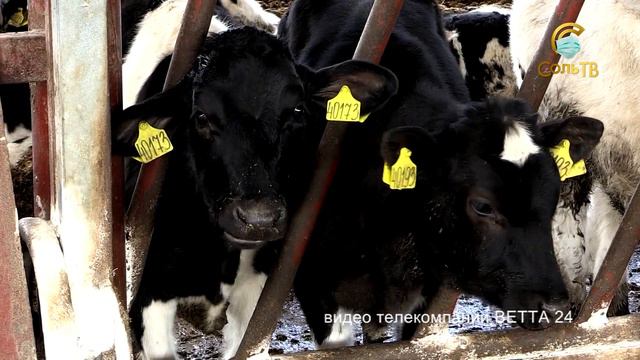 Новости края: Хозяева будущего_09.06.2020_СольТВ