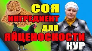 СОЯ -уникальный ингредиент для яйценоскость кур.