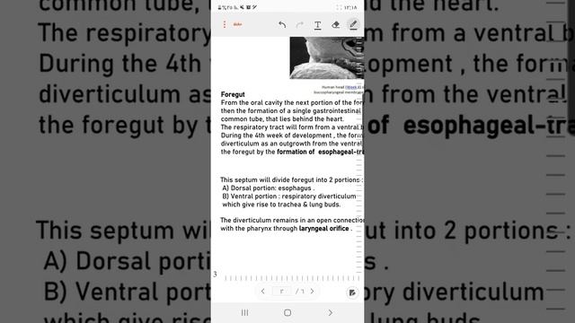 special embryology / lec 1 (GIT 1) смотреть онлайн