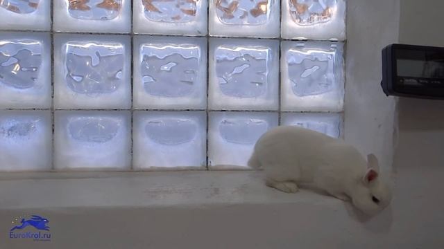 Карликовый кролик Гермелин с голубыми глазами смотреть онлайн