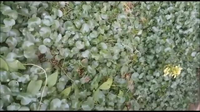 Indian Centella asiatica plante смотреть онлайн