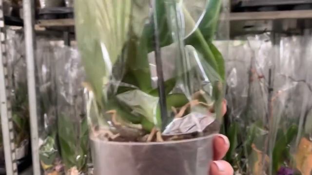 Спасите орхидеи смотреть онлайн