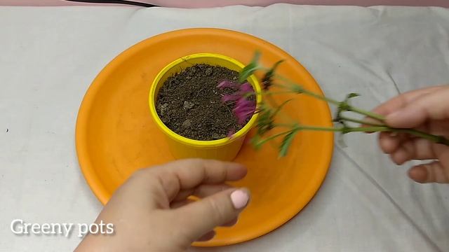 Pentas propagation from cuttings/ how to grow cuttings from Pentas plant/Pentas Flower (English) смотреть онлайн
