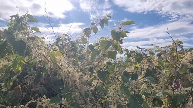 Wettervorhersage von früher. Gilt das noch? смотреть онлайн
