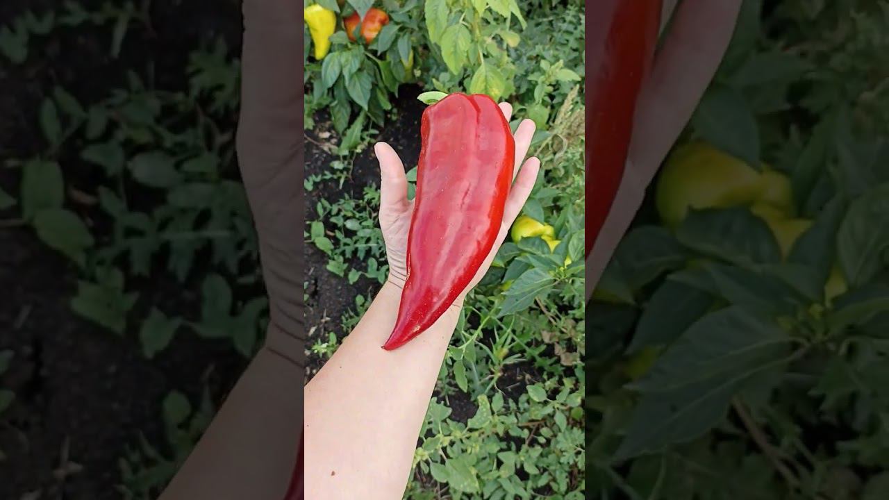 Мой самый любимый сорт перца. домашнее название красный крупный. смотреть онлайн