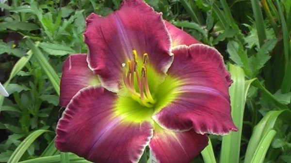 Лилейник MORNING LAGOON УТРЕННЯЯ ЛАГУНА