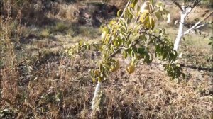 Ноябрьская груша.Обзор сорта.Сбор урожая.