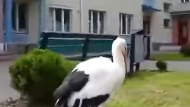 Кого принёс аист? смотреть онлайн