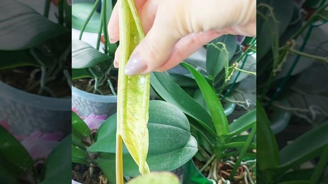 Вернуть сортовой окрас помогло только это? #ФИЛОДЕНДРОН Параисо Верде? #цветы #растения #shorts смотреть онлайн