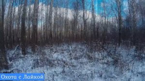 Охота c Лайкой
