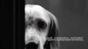 Собаке Качалова. Сергей Есенин