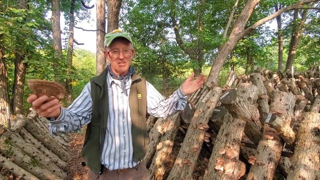 Greg details how to grow shiitaki mushrooms from cull trees. смотреть онлайн