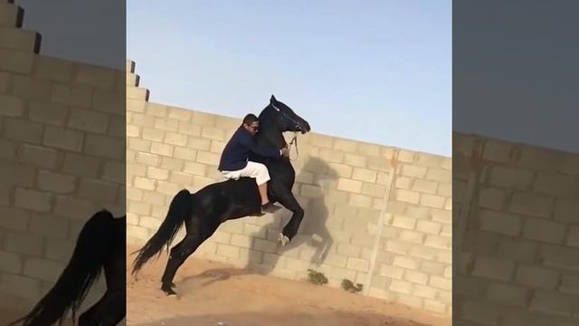 АРАБСКИЙ СКАКУН смотреть онлайн