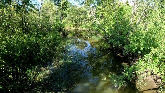 Пчела на Иван чаи а привесов 0 смотреть онлайн