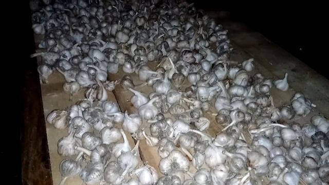 Покупка чеснока сорта "любаша" на посадку смотреть онлайн