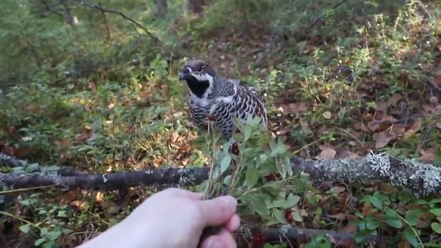 Рябчик клюёт бруснику из рук человека смотреть онлайн