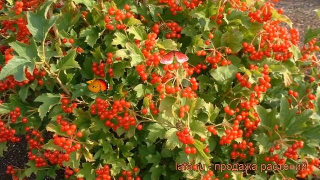 Калина обыкновенная Компактум (viburnum Compactum) ? обзор: как сажать, саженцы калины Компактум