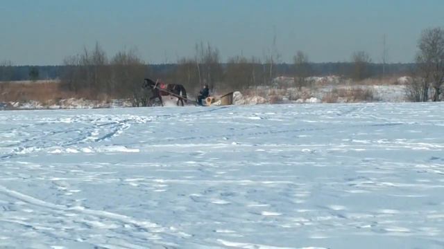 Работа в упряжи. Паломник он же Паша в санях. смотреть онлайн