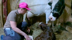 Первый отел в нашем хозяйстве! Выселяем индюков в сарай // Хозяйство в деревне