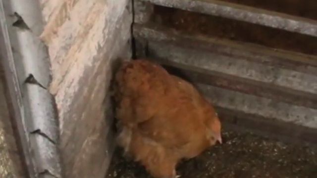 Куры синь синь дянь,несут зеленое яйцо смотреть онлайн