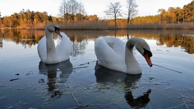 очарование красок осени