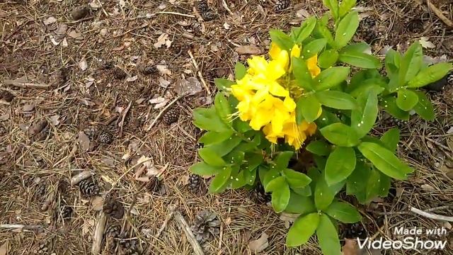 Рододендрон Rhododendron KnappHill - Exbury 'Anneke' смотреть онлайн