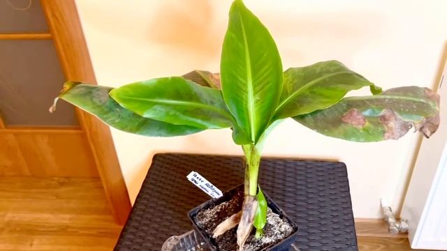✅?Уход за бананом в домашних условиях 2022 смотреть онлайн