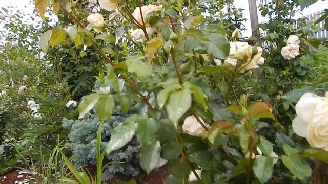 Роза-второгодка Мария Антуанетта смотреть онлайн