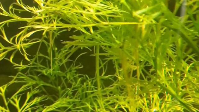 ? TOP 10 NO SUBSTRATE BEGINNER AQUARIUM PLANTS! смотреть онлайн