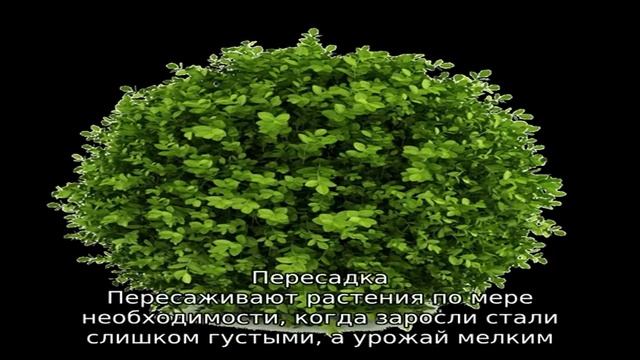 Инструкция по уходу за малиной весной после зимы и советы бывалых садоводов смотреть онлайн