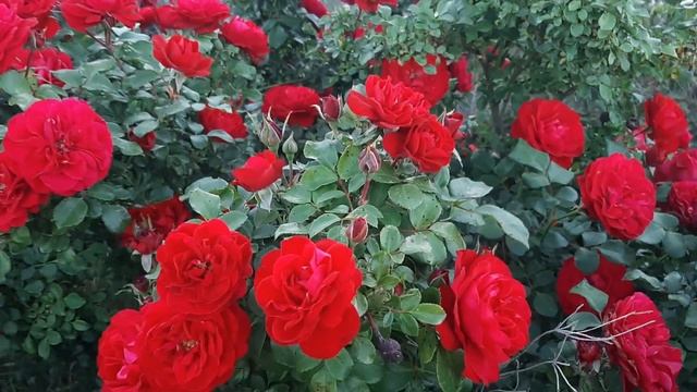 Rabelais ( MEInusian ) / Meilland 1998  Descripción Por Mauro Zuzul - Roses - Rosiers - Rosas - роз